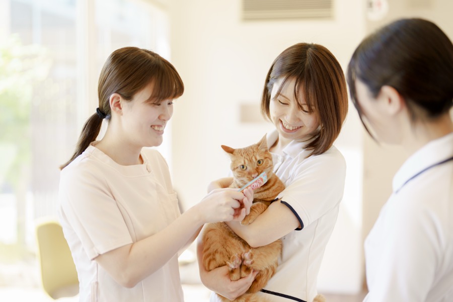 獣医師とチームで診療を支える看護師