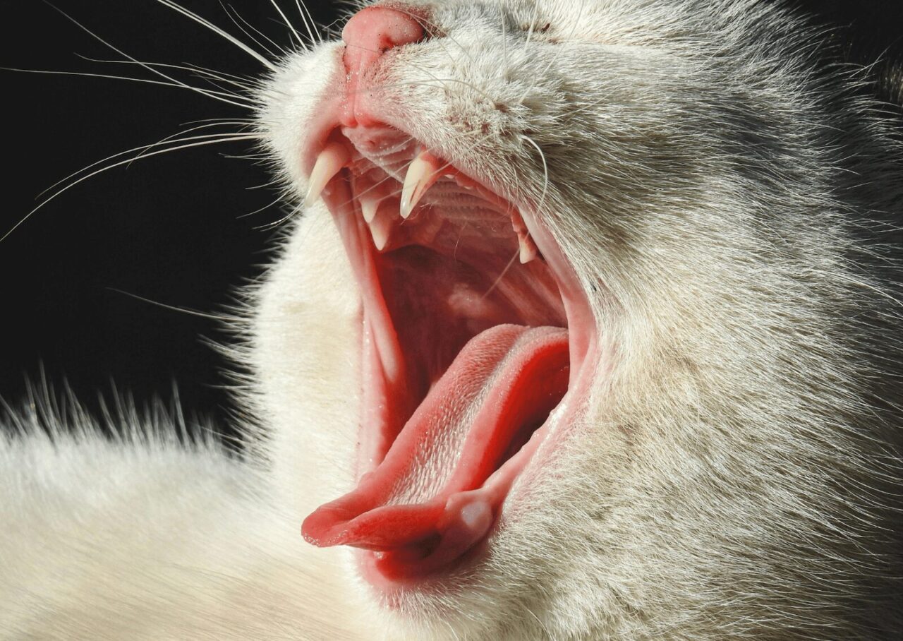 口を開けている猫の舌。こちらは舌の色がピンクの状態