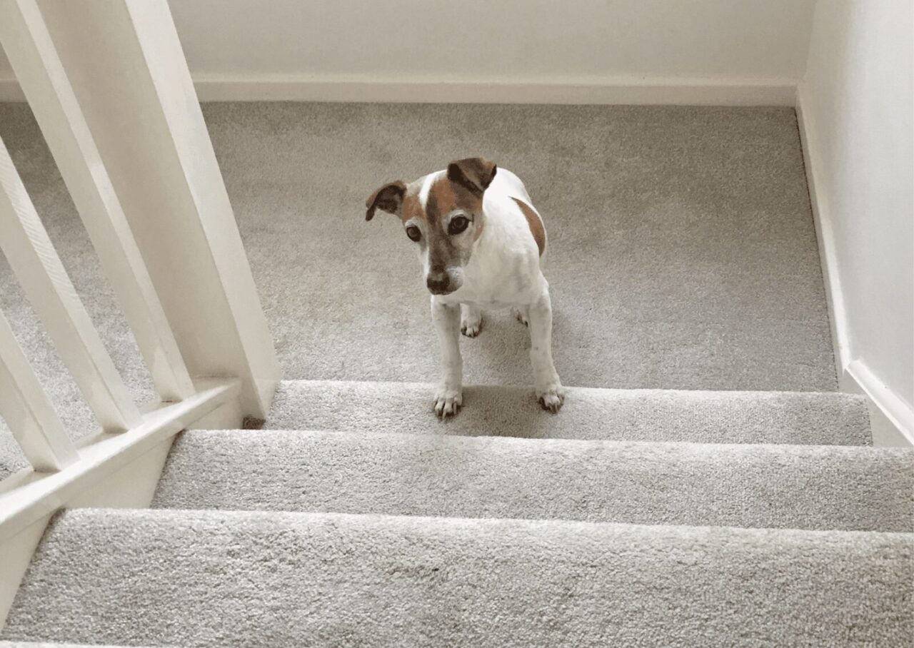 犬が階段を前に踏みとどまっている様子