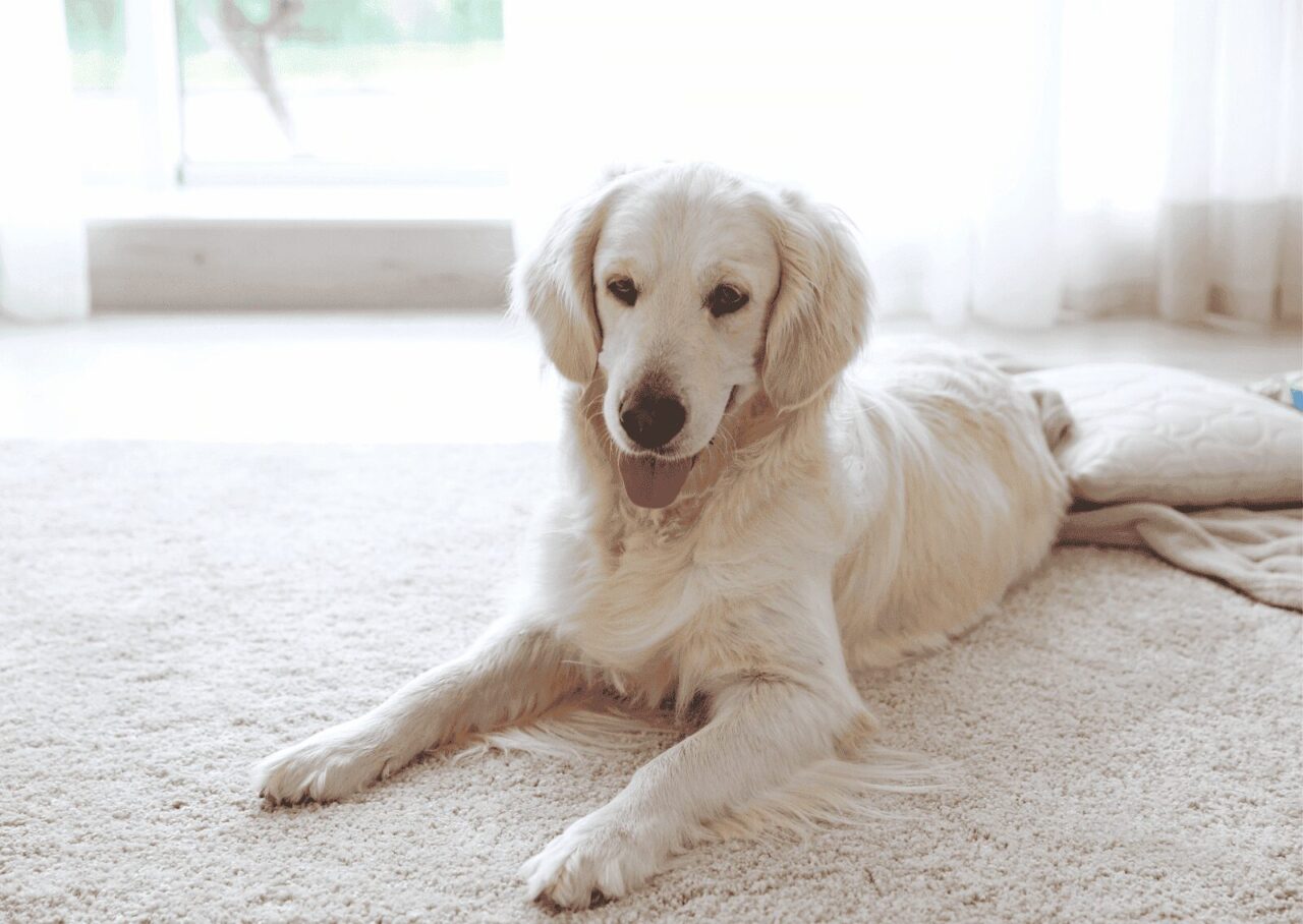 家の中で前足を曲げて座っている白い犬