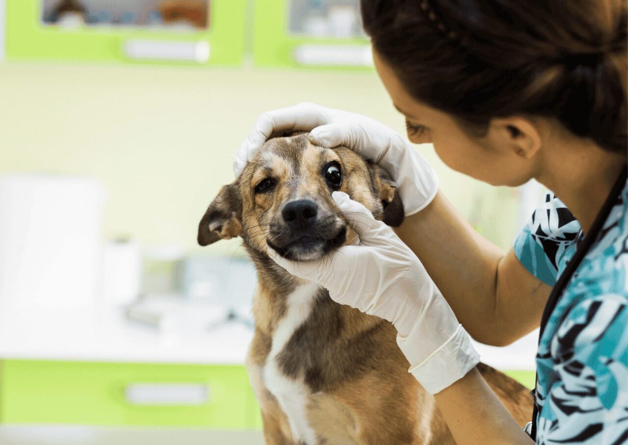 犬の目の周りの検査・視診
