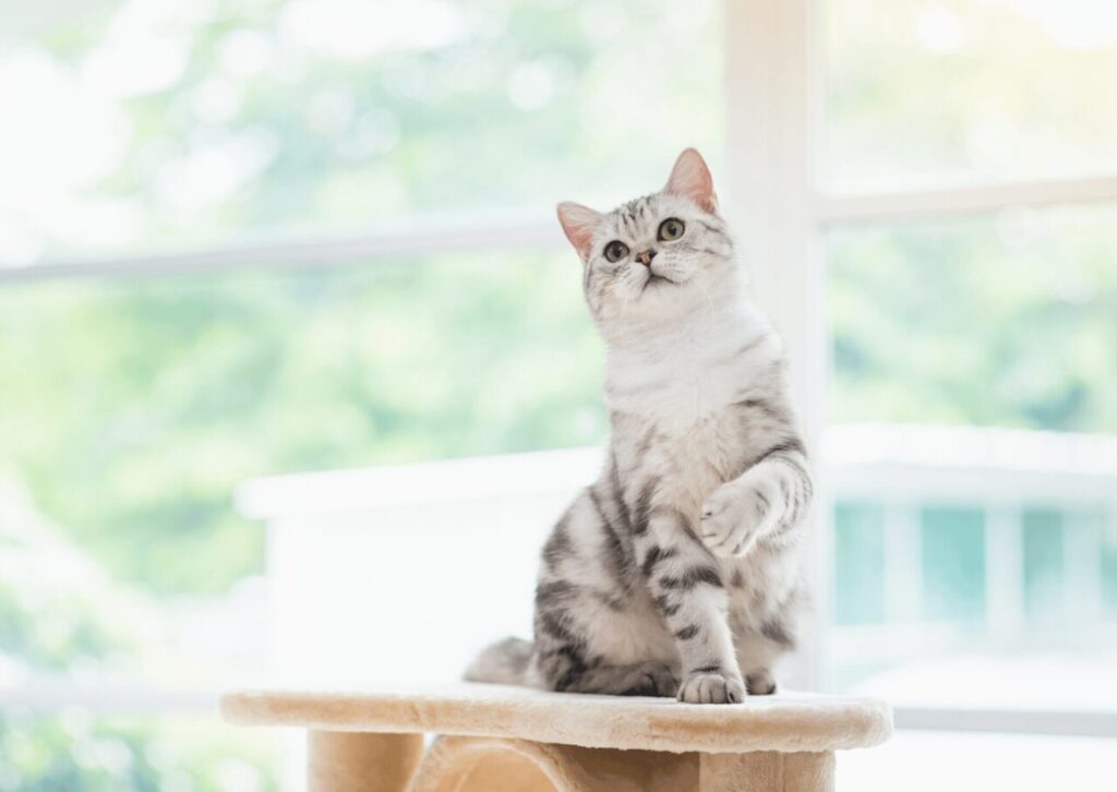 (イメージ)キャットタワーなどの昇降も控えたい